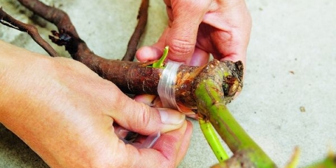 Korak po korak upute o tome kako pravilno cijepiti ruže na divlje ruže